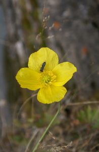 Personalized map with a highlighted route for a private trekking adventure in Tian Shan